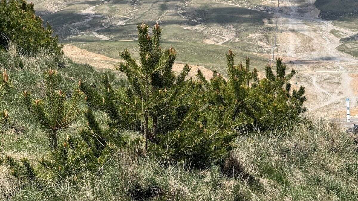 Erciyes’te Sayıları Milyonları Aştı! Rengi Bundan Sonra Çok Farklı Olacak (1)