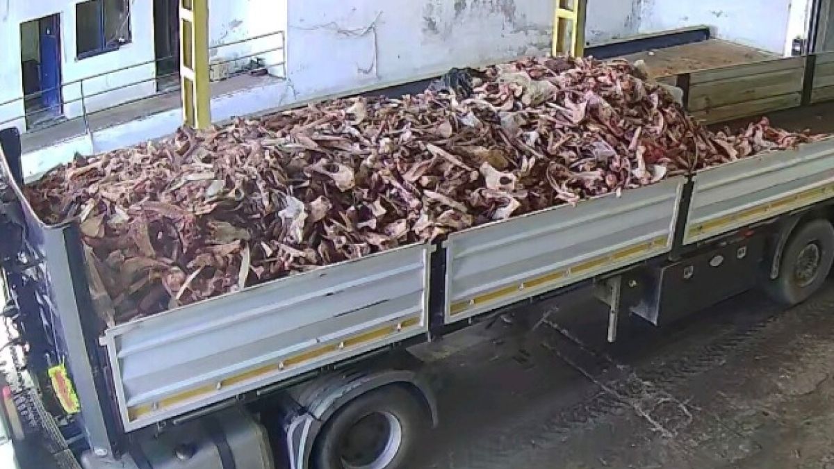 Kayseri’den Skandal Görüntüler! Tonlarca Kemik Böyle Mi Taşındı (1)