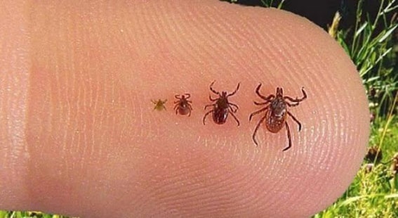 Kenelerden Korunurken Dikkat Edilmesi Gerekenler
Doğal ürünlerin kullanımında dikkatli olmak önemlidir. %100 doğal sertifikalı ürünler bile ciltte alerjik reaksiyonlara neden olabilir. Bu nedenle, herhangi bir yağı veya karışımı cildinize uygulamadan önce küçük bir alanda test edin. Kediler için uçucu yağlar kullanmak yararlı değilken, köpekler için ise yağlar mutlaka seyreltilmelidir.