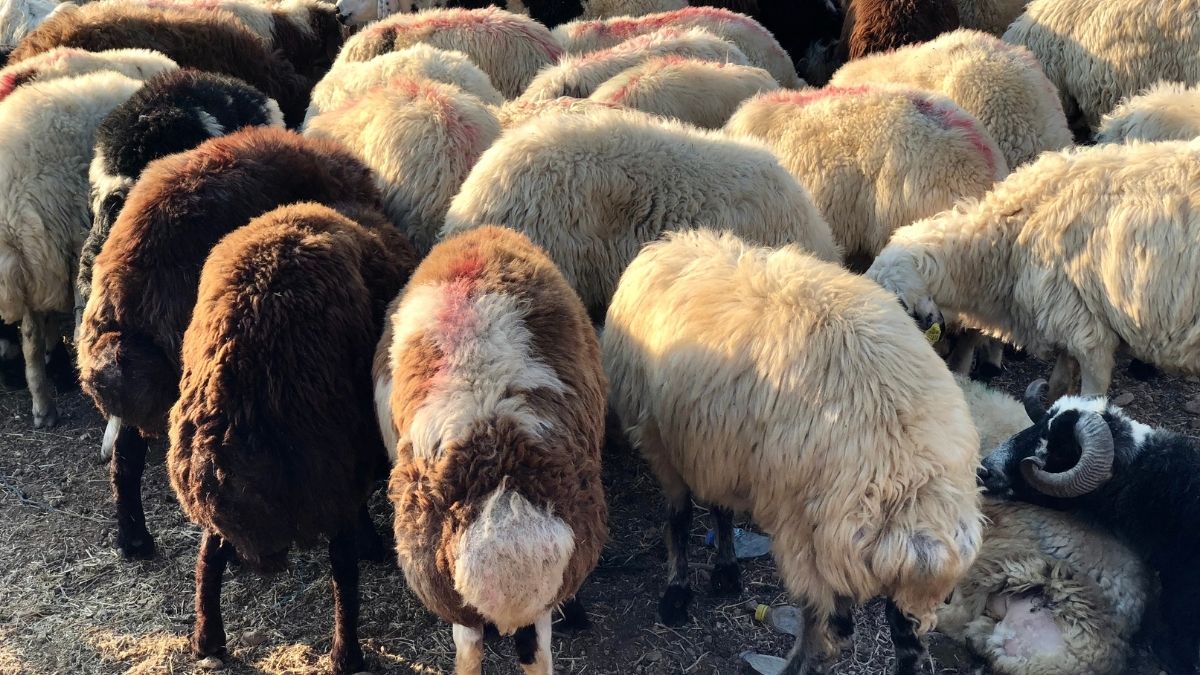 Kurban Keserken Nelere Dikkat Edilmeli Kayseri’de Vaiz Tek Tek Açıkladı (5)