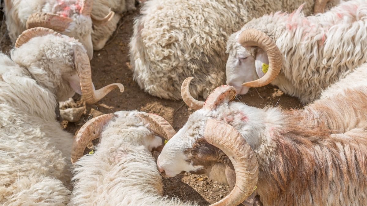 Kurban Keserken Nelere Dikkat Edilmeli Kayseri’de Vaiz Tek Tek Açıkladı (6)