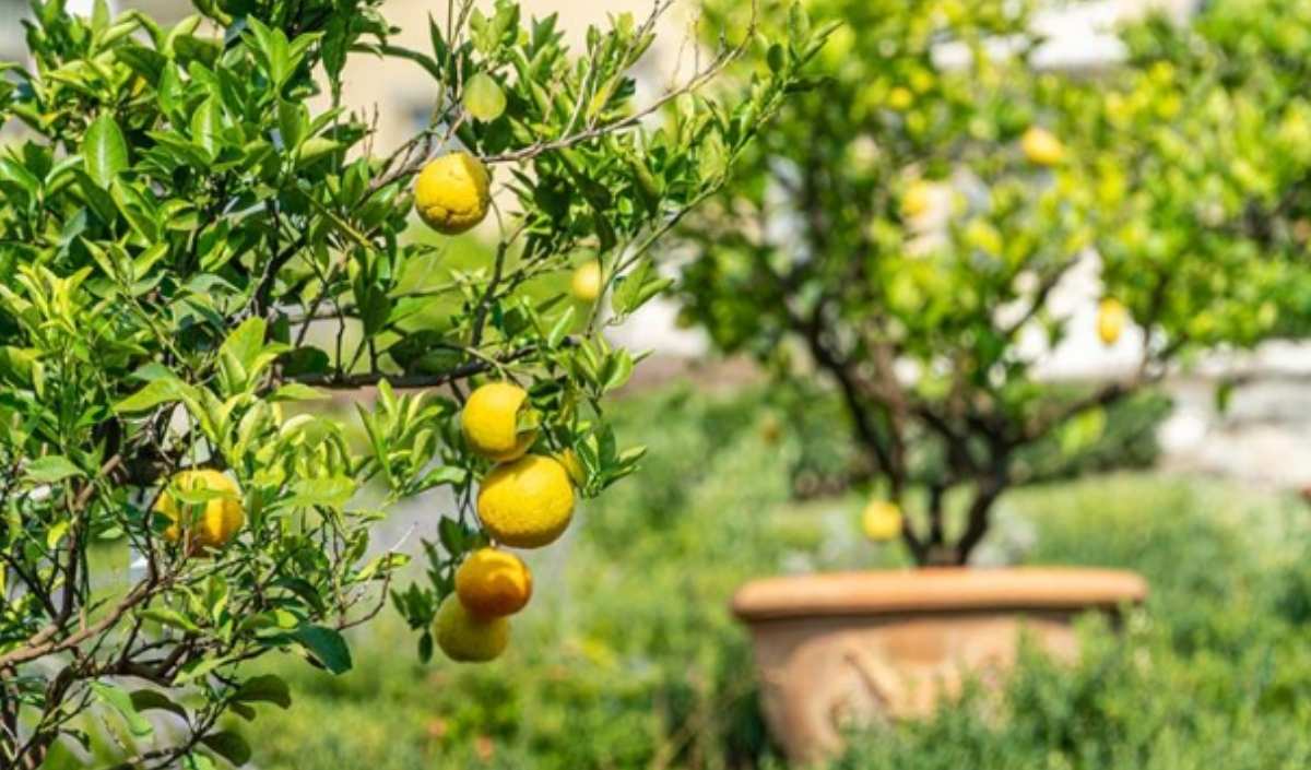Limon3 (1)