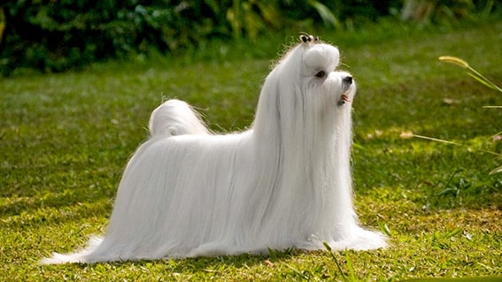 Maltese
Malta köpeği, ipeksi beyaz tüyleri ve sakin mizacıyla gerçek bir kucak köpeğidir. Ağırlıkları genellikle 2-4 kg arasında olan bu köpekler, sevgi dolu ve nazik yapılarıyla bilinir. Apartman yaşamına son derece uygun olan Maltese’ler, fazla egzersiz ihtiyacı duymaz ve sahiplerinin yanında olmaktan mutluluk duyar. Tüylerinin düzenli bakımı, onların her zaman zarif görünmesini sağlar.