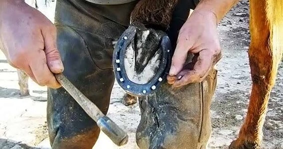 Nalbantlık
Ulaşımda kullanılan hayvanların nal bakımını yapan bu meslek, hayvanların tırnaklarının altına demir bir parçayı nal ile çakar. Eski dönemlerde çokça ihtiyaç duyulan bu mesleğe günümüzde daha az ihtiyaç duyuluyor.