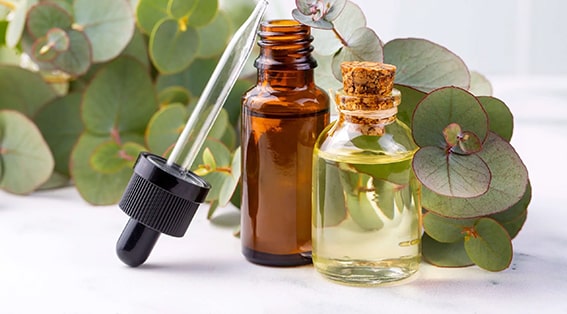 Okaliptüs Yağı
Okaliptüs yağı, keskin kokusuyla bilinen güçlü bir kene kovucudur. 100 ml suya 20 damla okaliptüs esansiyel yağı ekleyerek bir sprey hazırlayabilirsiniz. Kullanmadan önce şişeyi çalkalayın ve cildinize, kıyafetlerinize, pantolon paçalarına, manşetlere ve ayakkabılarınıza püskürtün. Okaliptüs yağı, köpekler için de güvenli bir seçenektir. Ancak, uygulamadan önce suyla seyreltilmesi gerektiğini unutmayın.