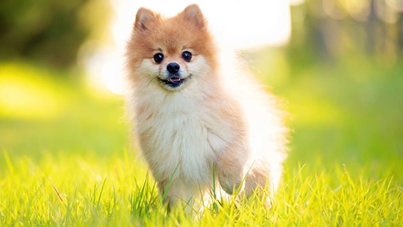 Pomeranian
Pomeranian’lar, adeta bir tüy yumağı gibi görünen, enerjik ve sevimli köpeklerdir. Genellikle 1.5-3.5 kg arasında olan bu minik dostlar, tilkiye benzeyen yüz ifadeleri ve kabarık tüyleriyle dikkat çeker. Apartman yaşamına kolayca uyum sağlarlar çünkü fazla alana ihtiyaç duymazlar. Ancak bu küçük aslanların cesur ve oyuncu bir yapısı vardır. Adeta büyük bir köpek ruhunu minik bir bedende taşırlar.