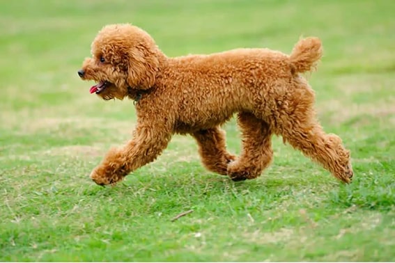 Toy Poodle
Toy Poodle’lar, zekaları ve zarif görünümleriyle bilinen, 2-4 kg ağırlığında küçük köpeklerdir. Tüy dökmemeleri, onları alerji dostu bir cins yapar ve apartman yaşamına mükemmel uyum sağlar. Toy Poodle’lar, hızlı öğrenme yetenekleriyle kolayca eğitilebilir ve sahiplerine neşe katar. Bu köpekler, hem sakin anlarda kucakta oturmayı hem de oyun oynamayı sever.