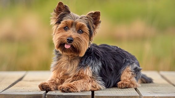 Yorkshire Terrier
Yorkshire Terrier, ya da kısaca Yorkie, ipeksi tüyleri ve zarif görünümüyle süs köpeği dünyasının yıldızlarından biridir. Genellikle 2-3 kg ağırlığında olan bu köpekler, hem şık hem de cesur bir karaktere sahiptir. Hipoalerjenik tüyleri, alerjisi olan kişiler için büyük bir avantaj sağlar. Yorkie’ler, enerjik ve meraklı yapılarıyla küçük evlerde yaşamaya uygundur. Düzenli tımar ile tüyleri her zaman parlak ve sağlıklı kalır.