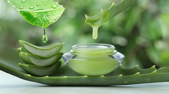 1. Aloe Vera
Aloe vera, bağırsakları rahatlatarak kabızlığı gideren doğal bir bitkidir. Yapraklarındaki jel, anti-inflamatuar özellikleriyle sindirim sistemindeki tahrişi azaltır. Sabahları aç karnına bir yemek kaşığı aloe vera suyu içmek, bağırsak hareketlerini teşvik edebilir. Ancak, aşırı tüketim ishale neden olabilir, bu yüzden ölçülü kullanılmalı ve bir uzmana danışılmalıdır.