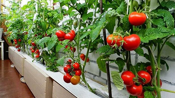 Domates
Domate, ev bahçelerinde yetiştirilmesi oldukça kolay bir sebzedir ve evde yetiştirildiğinde eşsiz bir lezzet sunar. Mağazalarda satılan domatesler genellikle taşımaya dayanıklı olacak şekilde yetiştirilir, bu da lezzetlerinden ödün vermelerine neden olur. Kendi bahçenizde farklı renk ve tatlara sahip domates çeşitleri yetiştirerek, hem damak zevkinize hitap eden bir lezzet şöleni yaşayabilir hem de market fiyatlarından kurtulabilirsiniz.