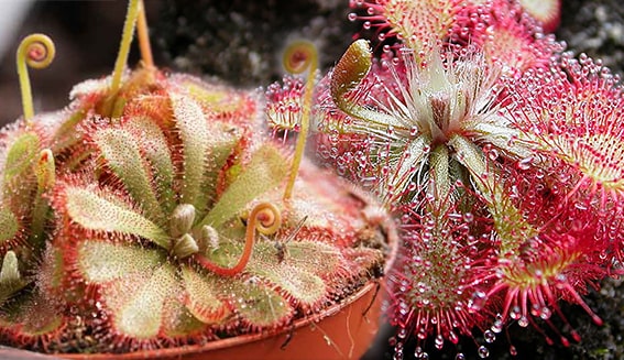 3. Drosera (Sundew)
Drosera, yapışkan sıvı salgılayan yapraklarıyla bilinir. Böcekler bu yapışkan yüzeye konduğunda, yapraklar içe doğru kıvrılarak avı hapseder. Drosera, küçük sinekler ve böcekler için ideal bir tuzaktır. Bu bitki, nemli bir ortam ve bol ışık gerektirir. Evde nemli bir pencere kenarında yetiştirmek için uygundur.