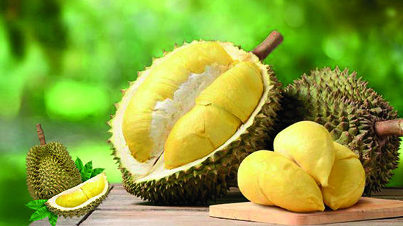 Durian
Güneydoğu Asya’nın “meyvelerin kralı” durian, Endonezya, Tayland ve Malezya’da yetişiyor. Dikenli, kalın kabuğu ve keskin kokusuyla ünlü bu meyve, 3 kilograma kadar büyüyebiliyor. Kremsi dokusu, tatlı ve hafif acı lezzetiyle sevenlerini büyülüyor, ancak kokusu nedeniyle Singapur’da toplu taşımada yasak! Lif, C vitamini, potasyum ve B vitamini açısından zengin olan durian, antioksidanlarla dolu. Çorbalardan dondurmaya, salatalardan keklere kadar çok yönlü bir şekilde kullanılabiliyor. Ancak bulması zor olan bu egzotik lezzeti tatmak için tropikal bölgelere seyahat etmek gerekebilir.