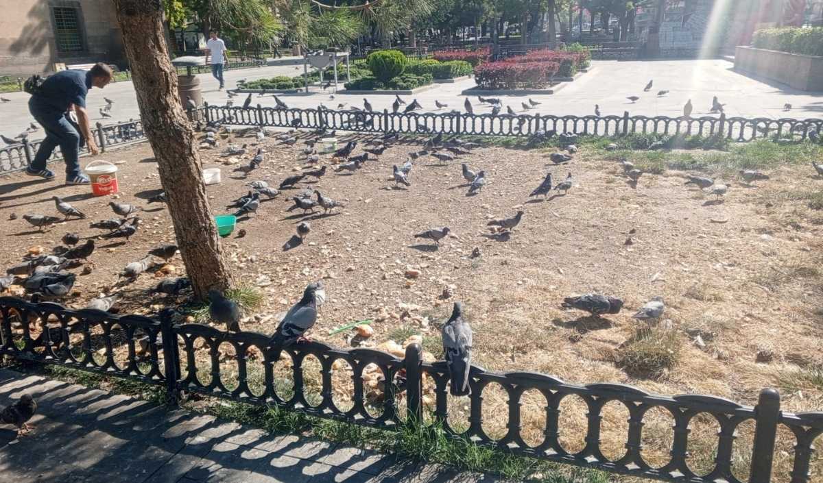 Güvercin (1)