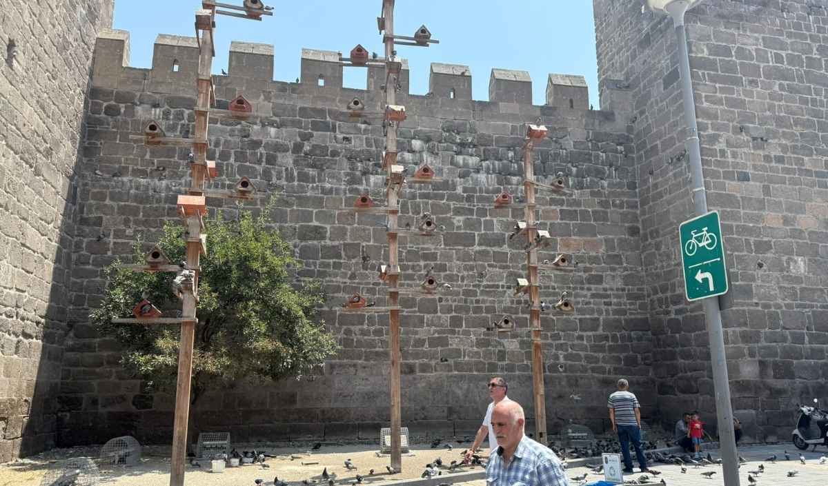 Güvercin Skandal (2)