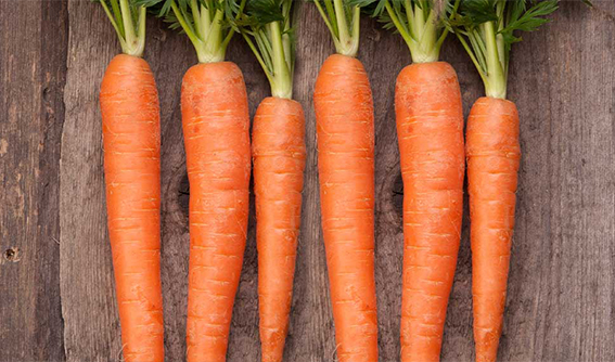 1. Havuç
Havuç, göz sağlığı denildiğinde akla ilk gelen besinlerden biridir. A vitamini, mineraller ve özellikle beta-karoten gibi güçlü antioksidanlar açısından oldukça zengir. Beta-karoten, gözlerin retina fonksiyonlarını destekler ve makula dejenerasyonu gibi yaşa bağlı göz hastalıklarının etkilerini azaltabilir. Havucu çiğ olarak salatalarınıza ekleyebilir, haşlayarak garnitür olarak tüketebilir ya da çorbalara ve yemeklere dahil edebilirsiniz. Ayrıca, havuç suyu içmek de beta-karoten alımını artırmanın lezzetli bir yoludur. Günlük bir adet orta boy havuç, göz sağlığınız için gerekli olan A vitamini ihtiyacının büyük bir kısmını karşılayabilir.