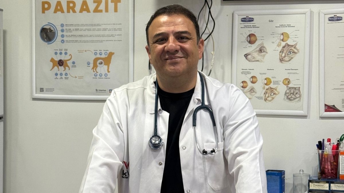 Kedi Tüy Kesimi (1)
