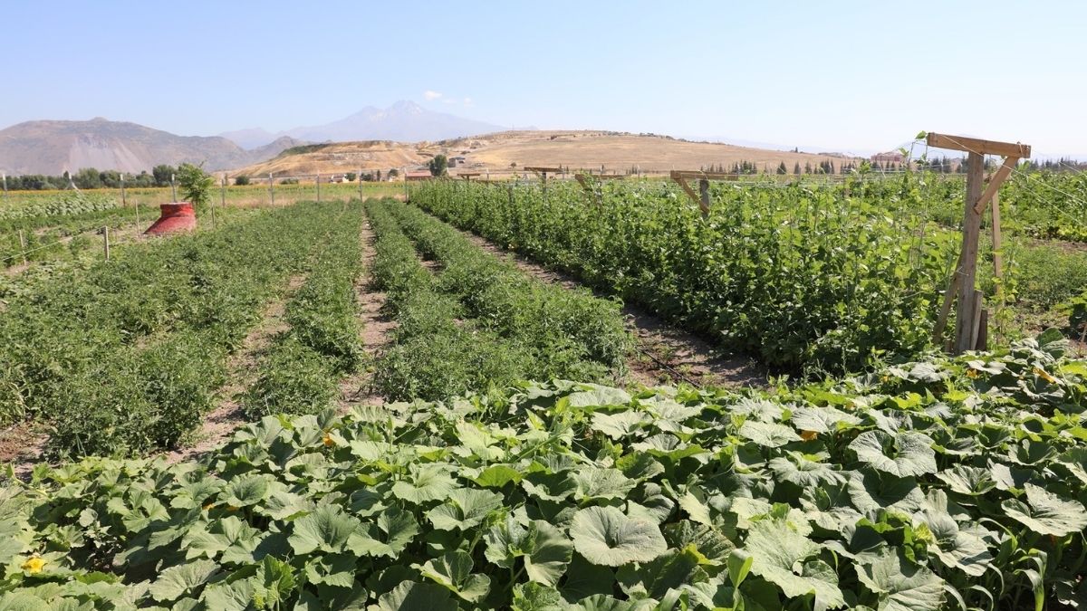 Kocasinan Tarım (4)