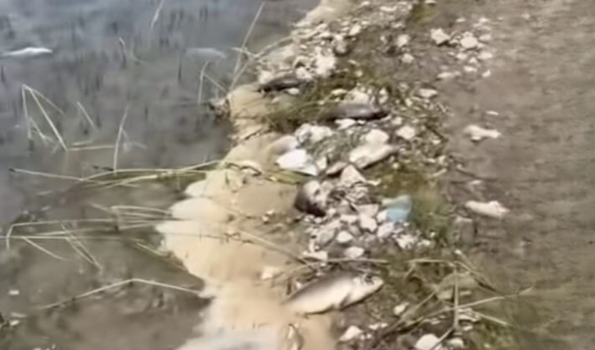 balık ölümleri