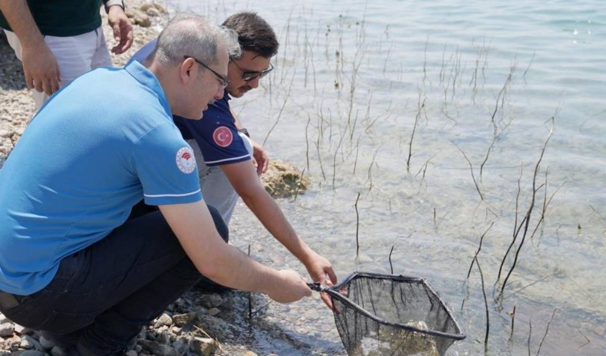 Milyonlarca Yavru Sazan, Aralarında Kayseri’nin De Bulunduğu 12 Ildeki Göl Ve Göletlere Bırakıldı. (3)