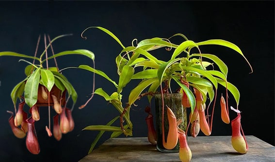 5. Nepenthes
Nepenthes, kuyu biçimindeki yapılarıyla egzotik bir görünüme sahiptir. Bu kuyuların içinde bulunan sıvı, böcekleri cezbeder ve kaygan yüzey sayesinde avlar kuyuya düşer. Nepenthes, yüksek nem ve sıcak bir ortam tercih eder. Evde yetiştirirken, bir nemlendirici kullanmak veya bitkiyi bir teraryumda tutmak faydalı olabilir. Ayrıca, bol ışık alan bir konumda sağlıklı bir şekilde büyüyecektir.