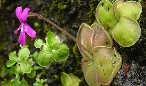 4. Pinguicula
Pinguicula, yapraklarının tamamı yapışkan bir sıvıyla kaplı olan zarif bir etobur bitkidir. Küçük sinekler ve böcekler bu yapışkan yüzeye kolayca yakalanır. Pinguicula’nın bakımında en önemli nokta, toprağının sürekli nemli tutulmasıdır. Ayrıca, dolaylı güneş ışığı bu bitki için yeterlidir, bu da onu evde yetiştirmek için ideal bir seçenek haline getirir.