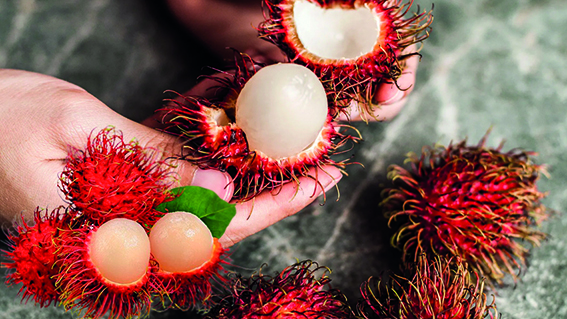 Rambutan
Güneydoğu Asya’nın tropikal bölgelerinde, özellikle Malezya ve Endonezya’da yetişen rambutan, deniz kestanesini andıran kırmızı, tüylü kabuğuyla dikkat çekiyor. Afrika ve Hawaii gibi bölgelerde de görülen bu meyve, küçük bir kivi boyutunda ve üzüm benzeri tatlı-ekşi bir lezzete sahip. İçindeki çekirdek yenmez, ancak eti C vitamini ve manganez açısından zengin. Rambutan, taze olarak tüketilebildiği gibi smoothie, meyve salatası veya dondurmalarda tropikal bir dokunuş olarak