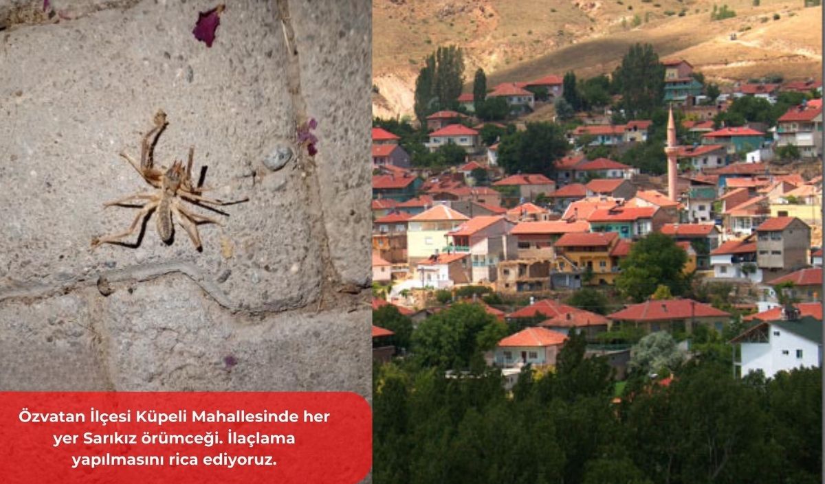 Sarikiz (2)