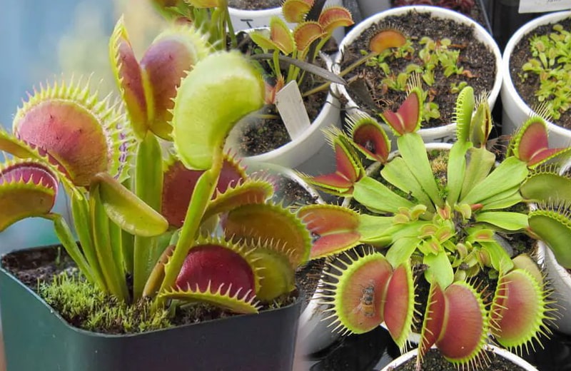1. Sinekkapan (Dionaea muscipula)
Sinekkapan, etobur bitkiler arasında en popüler olanıdır ve kendine has kapan mekanizmasıyla tanınır. Yapraklarının iç yüzeyinde bulunan hassas tüyler, bir böceğin teması üzerine tetiklenir ve yaprakları kapanır. Bitki, avını sindirmek için enzimler salgılar. Sinekkapan, bol güneş ışığı ve nemli bir ortam sever. Ancak, yapraklarını sık sık elle tetiklemek bitkiye zarar verebilir, bu yüzden doğal avlanma sürecine bırakmak en iyisidir.