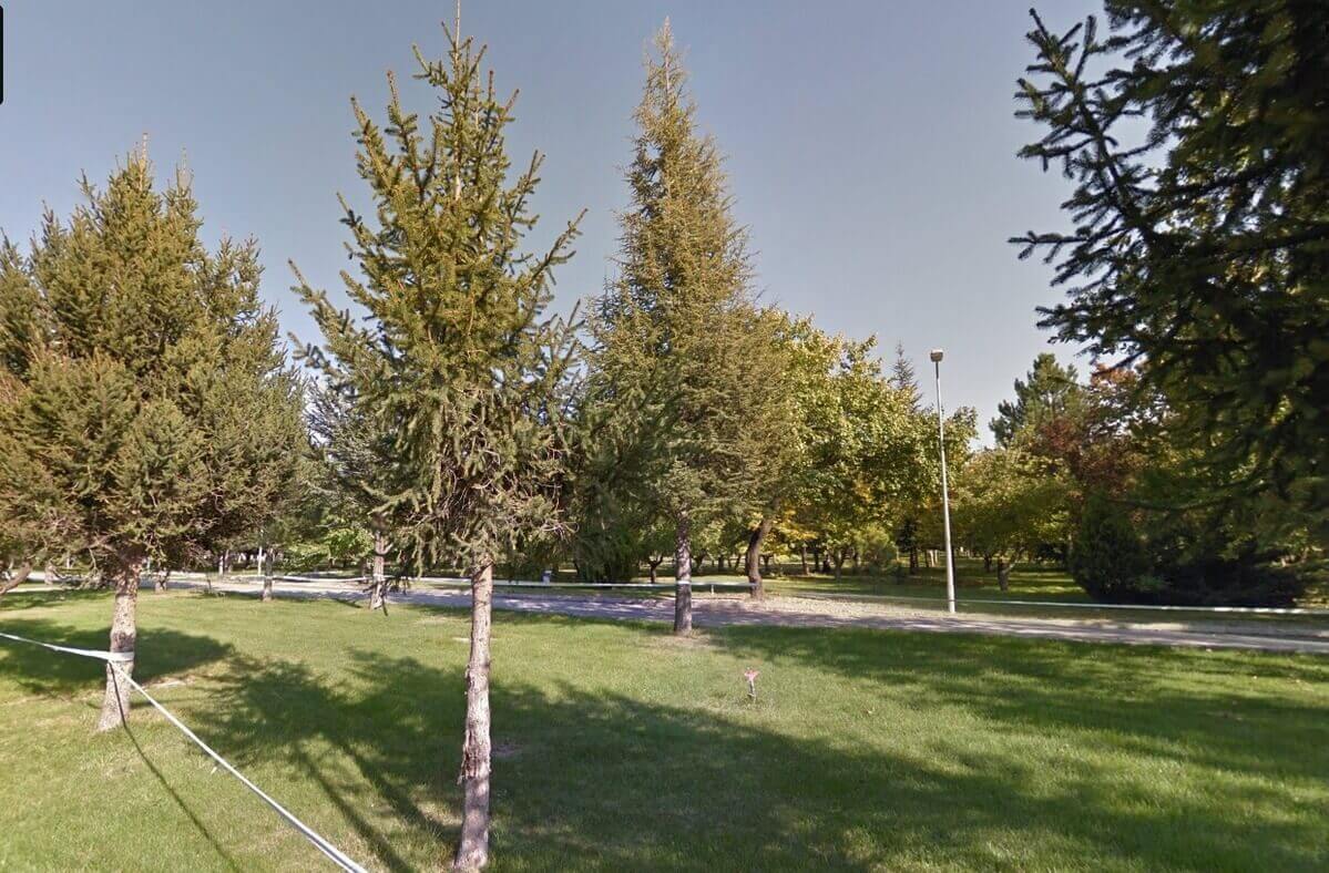 Çam ormanı