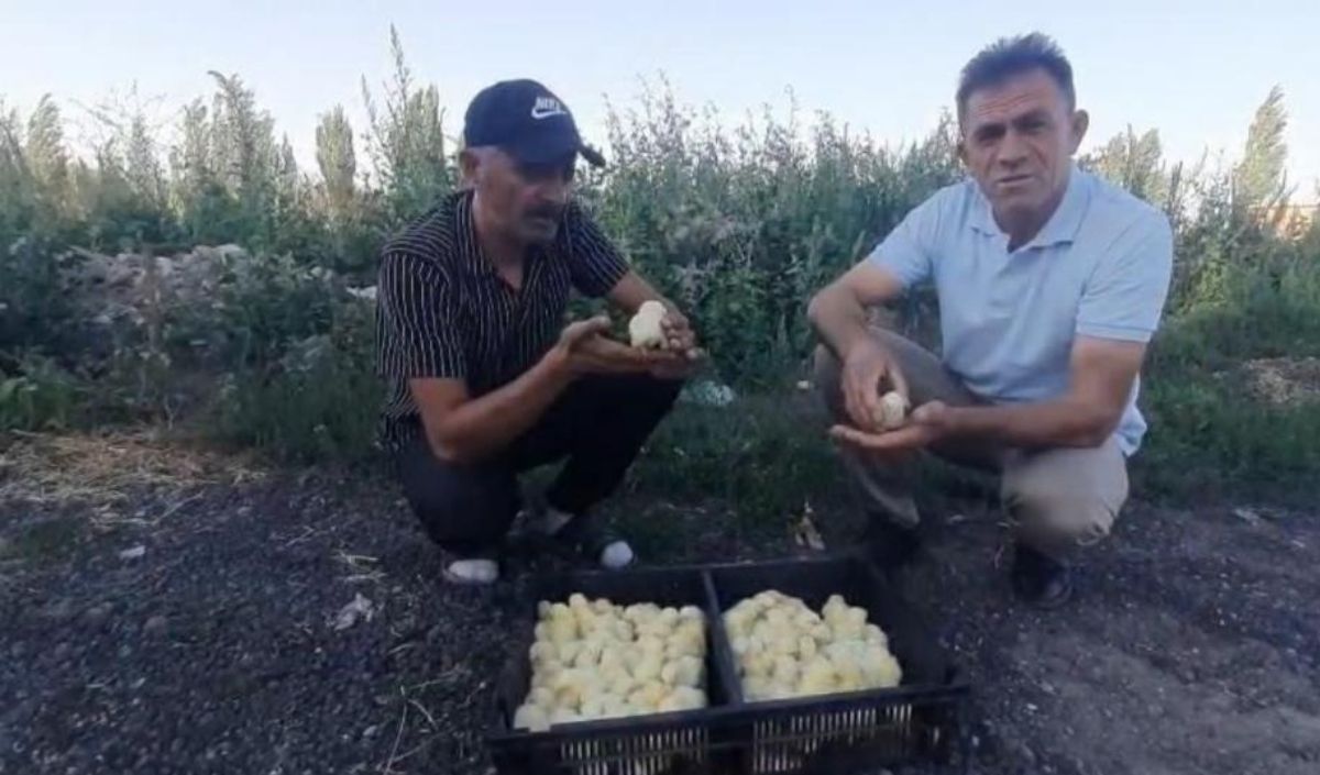 Görenler Hayrete Düştü Yumurtadan 4 Ayaklı Civciv Çıktı (2)