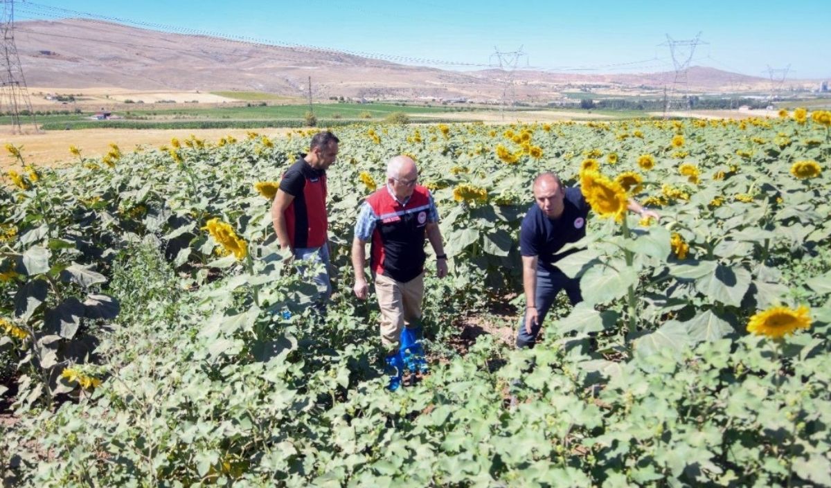 Kayseri İl Tarım Ve Orman Müdürlüğü, Bünyan’da Damlama Sulama Yöntemi (1)