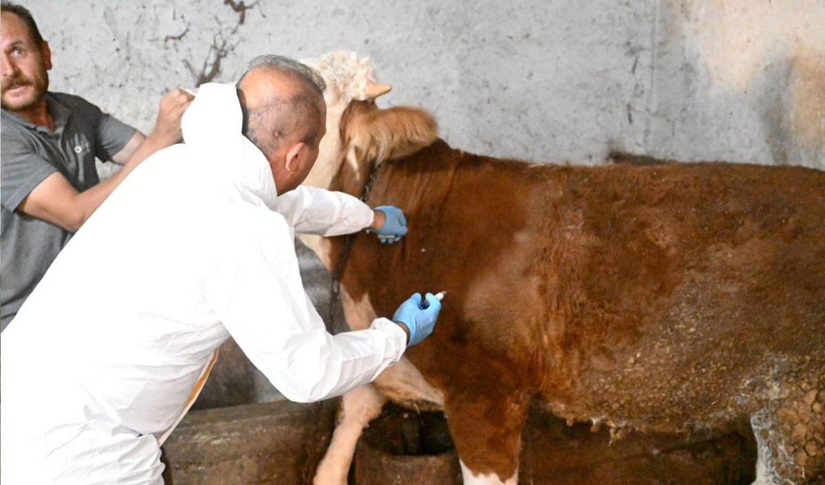 Kayseri’de Melikgazi Ilçesinde Gerçekleştirilen Şap Aşısı Uygulamalarıyla Hayvanların Sağlığı Korunuyor. İl Tarım Ve Orman Müdürlüğü Ekipleri, Aşılama Çalışmalarına Katılarak Denetim Ve Bilgilendirme Yaptı (2)