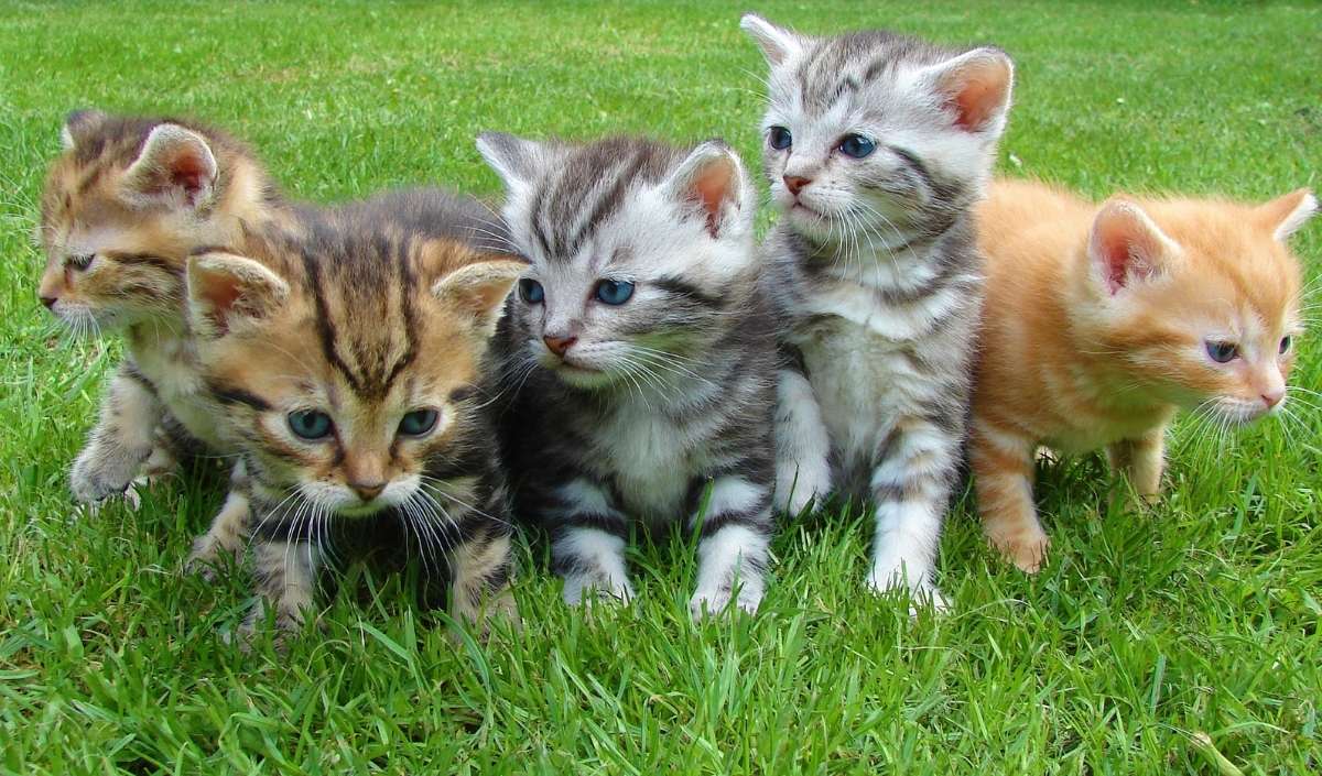 Kedi Köpek Alerji (3)