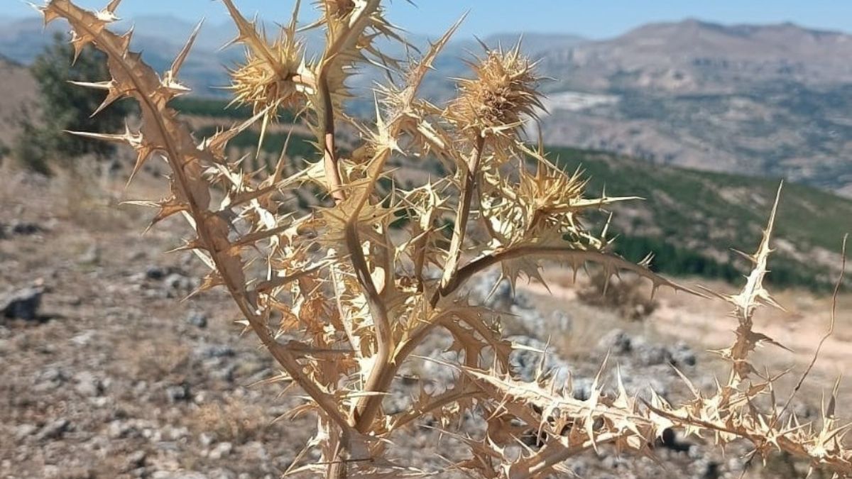Kenger Sakızı (2)