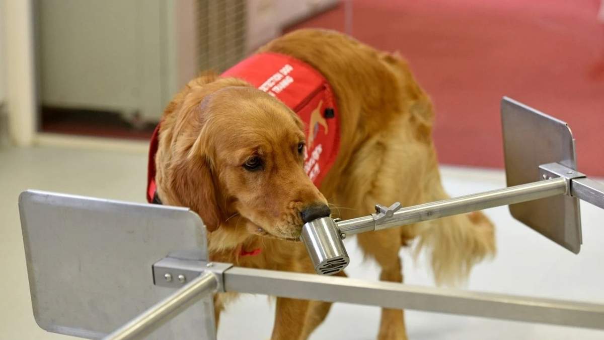 Köpeklerin Koklayarak Bulduğu O Hastalık! (1)
