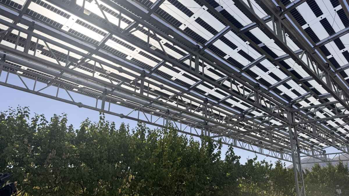 Kayısı Ağaçlarına Güneş Paneli Sistemi3
