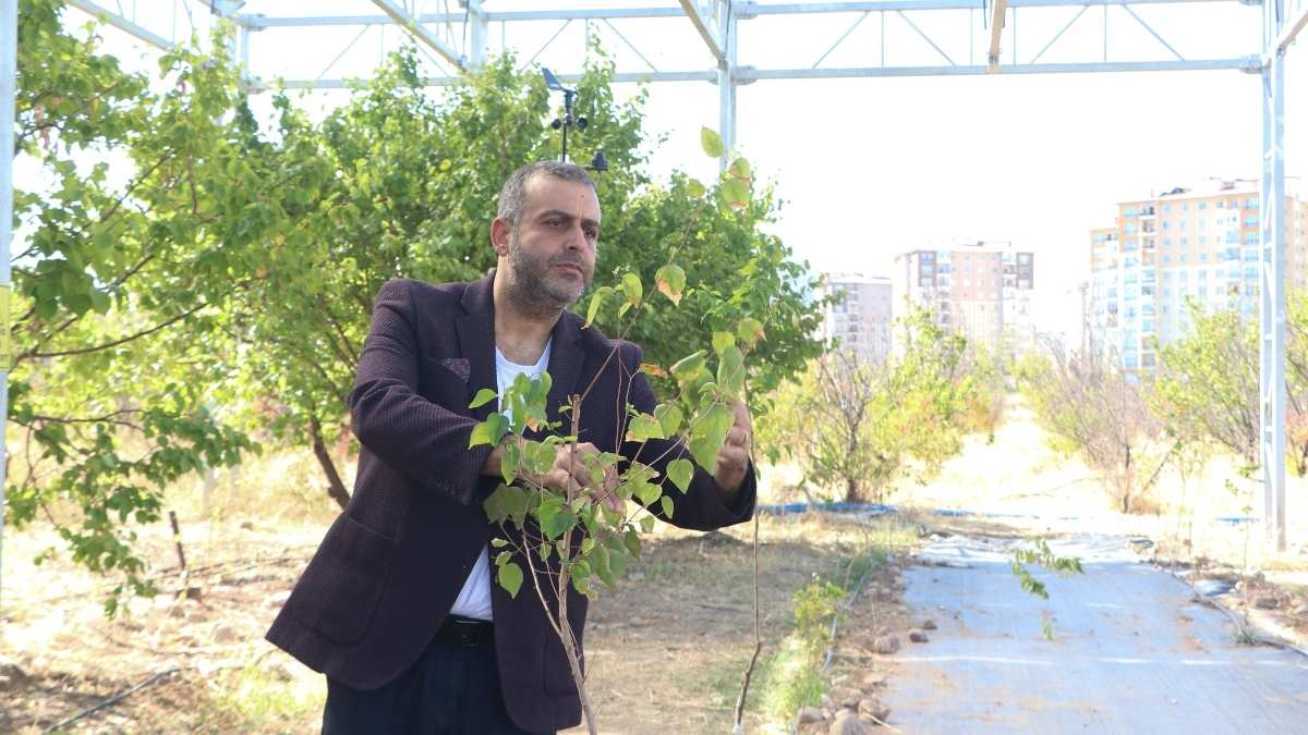 Kayısı Ağaçlarına Güneş Paneli Sistemi4