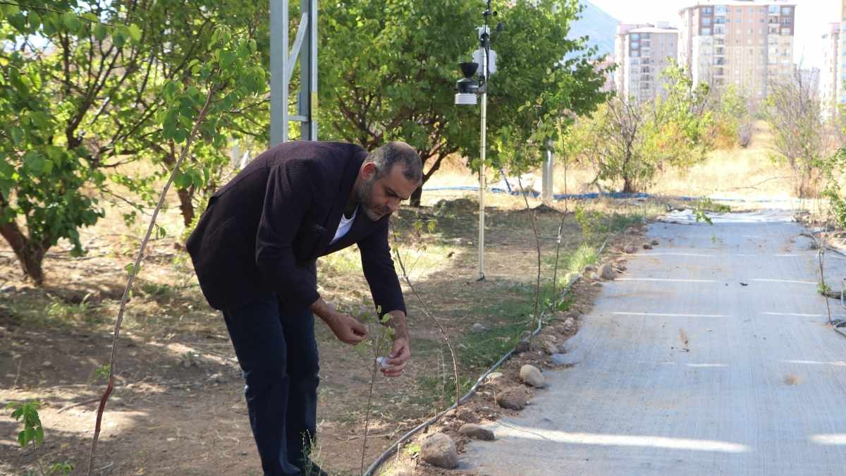 Kayısı Ağaçlarına Güneş Paneli Sistemi5