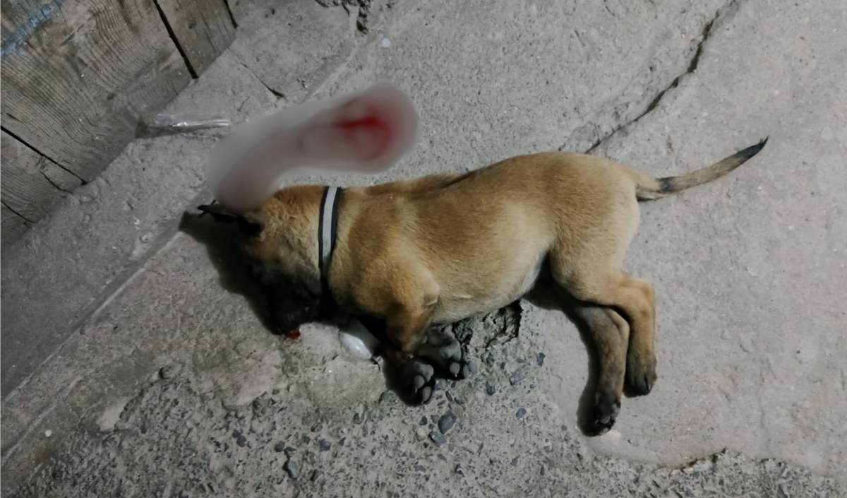 Melikgazi Ilçesi Esenyurt Mahallesi’nde Yaşanan Talihsiz Olayda, Bir Apartmanın Üçüncü Katından Düşen Yavru Köpek Ağır Yaralandı. Fakülteye Kaldırılan Köpeğin 24 Saat Boyunca Hayati Tehlikesi Devam Ediyor (1)