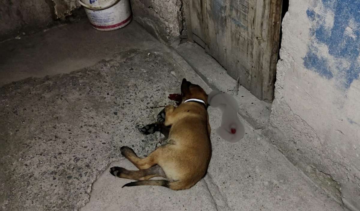 Melikgazi Ilçesi Esenyurt Mahallesi’nde Yaşanan Talihsiz Olayda, Bir Apartmanın Üçüncü Katından Düşen Yavru Köpek Ağır Yaralandı. Fakülteye Kaldırılan Köpeğin 24 Saat Boyunca Hayati Tehlikesi Devam Ediyor (2)
