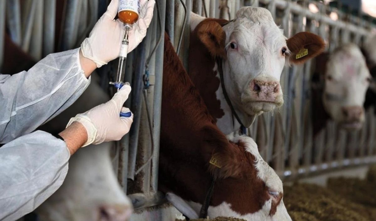 Şap Hastalığı (3)