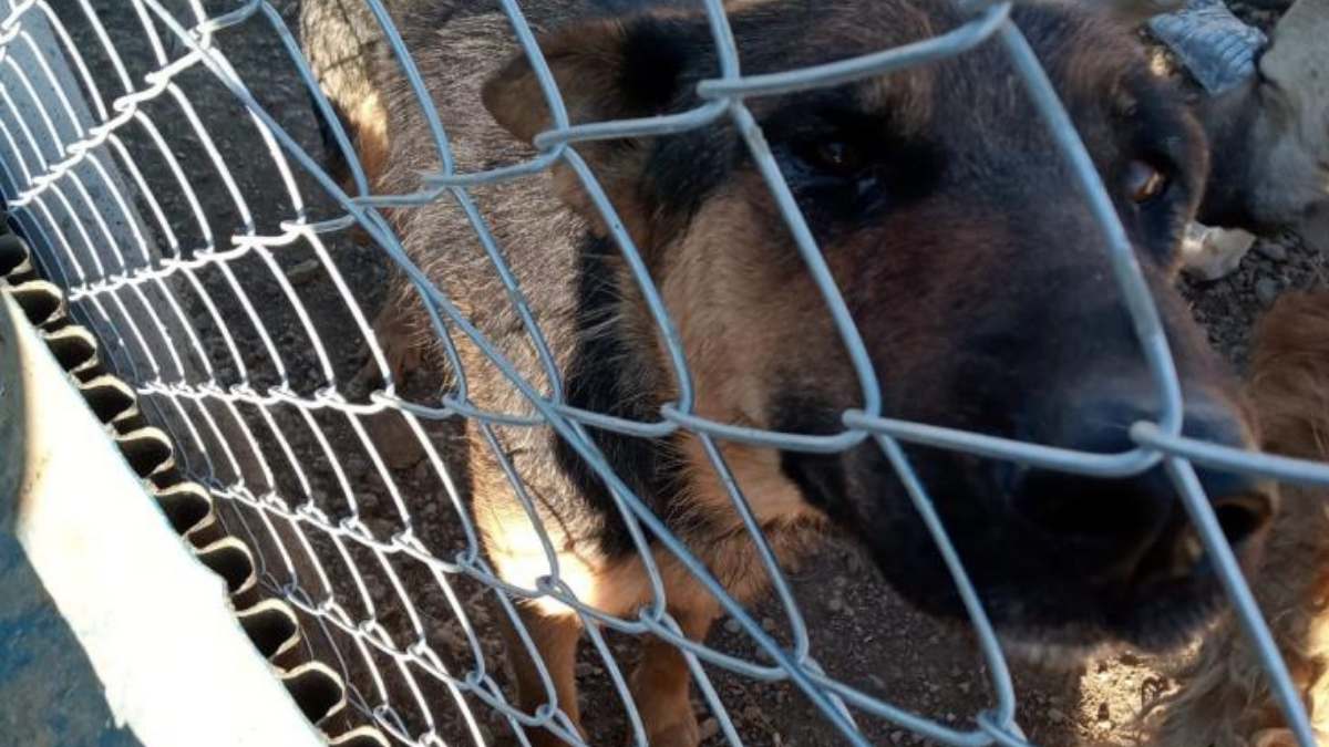 Kürekle öldüresiye vurdu: Çığlıkları mahalleyi inletti!