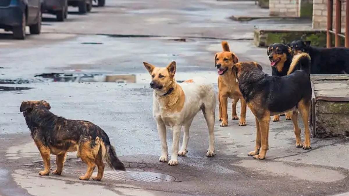 Hayfed’den Bakanlıklara Suç Duyurusu 'Genelgeler Hayvan Haklarına Aykırı'3