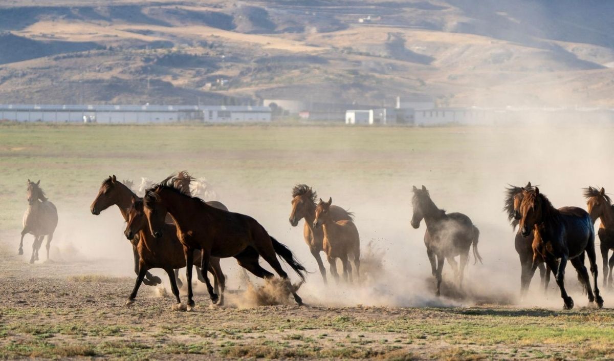 Kayseri Erciyes’te Özgürlüğün Simgesi Yılkı Atları Dörtnala Koşuyor! (2)