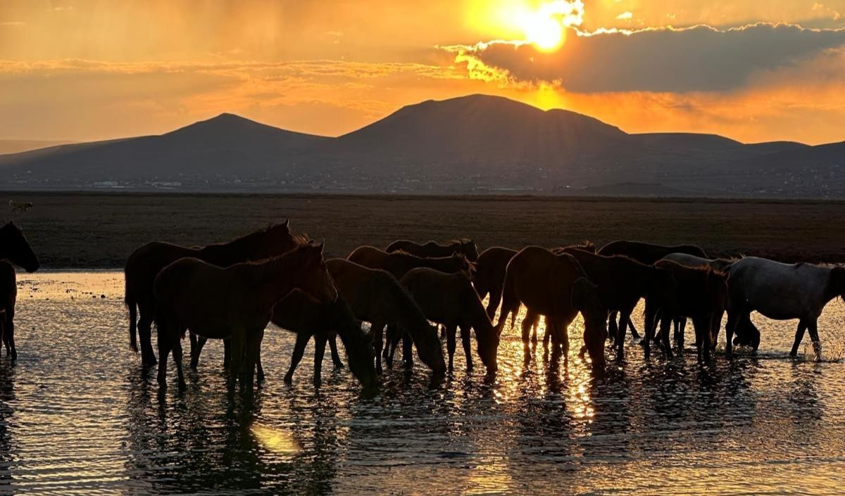 Kayseri Erciyes’te Özgürlüğün Simgesi Yılkı Atları Dörtnala Koşuyor! (5)