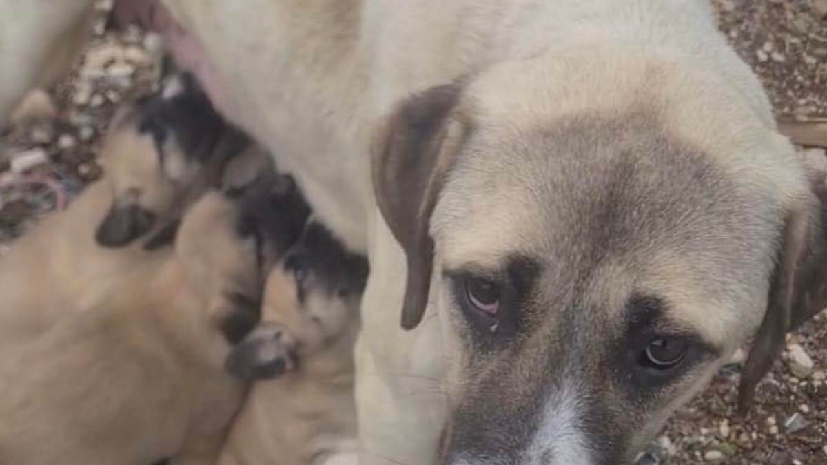 Kayseri Tomarza'da Kaybolan Köpeği Bulana Ödül Verilecek!