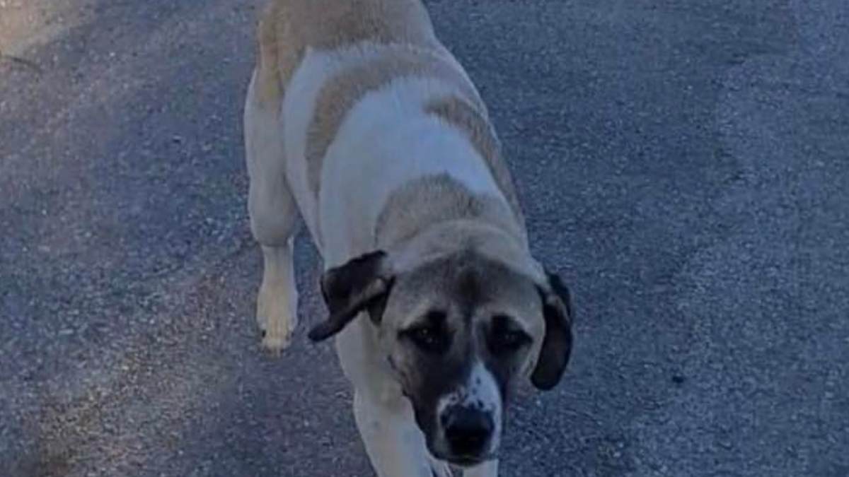 Kayseri Tomarza'da Kaybolan Köpeği Bulana Ödül Verilecek!2