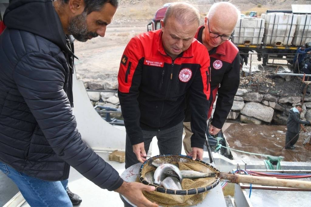 Kayseri̇ Türk Somonu Hasadi (2)