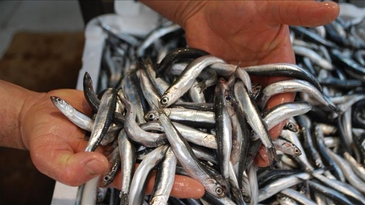 Kayseri̇ Zehi̇rli̇ Balon Baliği Hamsi̇ (2)