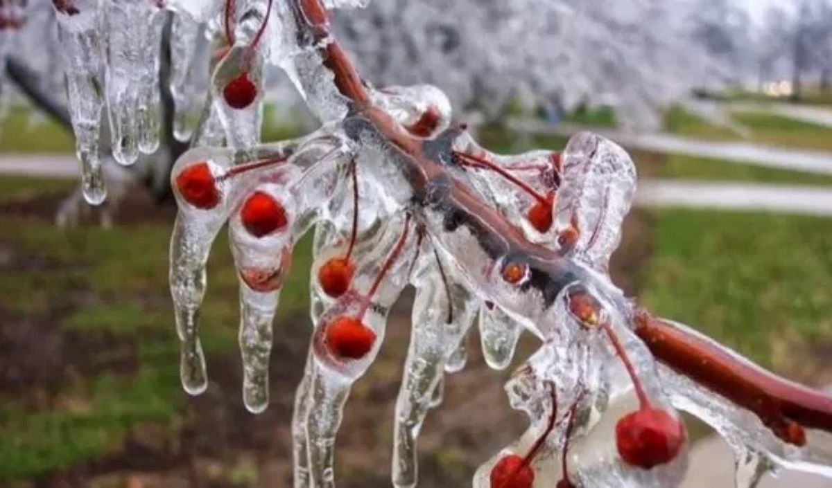 Kayseri’de Zirai Don Uyarısı! Bu Gece Dikkat (1)